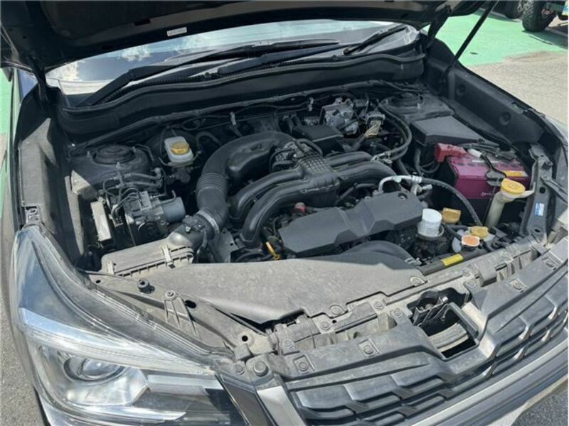 FORESTER-49