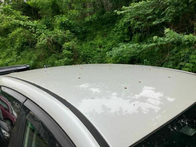 FORESTER-6