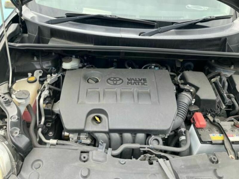 COROLLA RUMION