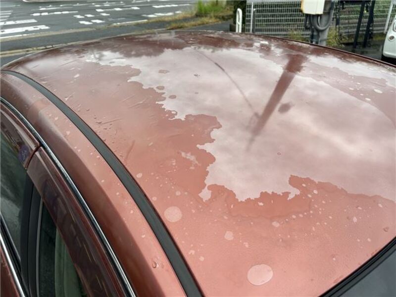 BLUEBIRD SYLPHY