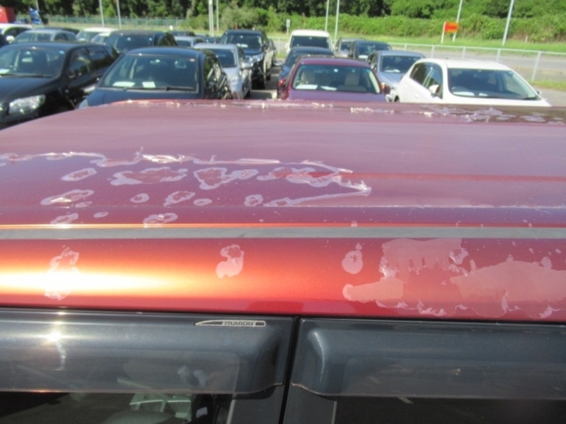 COROLLA RUMION