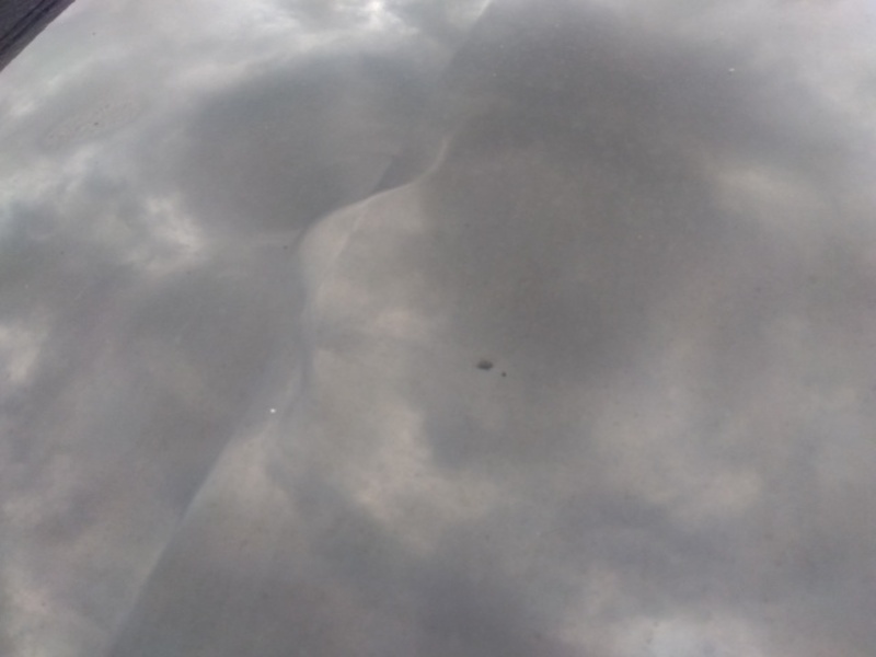 HARRIER